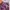Adidas Streetwear Sportswear Tracksuit Pria purple photo 4