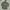Grunge Casual Parka Pria green photo 5