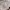 Adidas Streetwear Casual Sweater Pria white photo 4