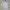 Avirex Streetwear Hoody Pria gray photo 1