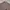 Pierre Cardin Casual Trench coat Pria green brown photo 2