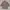 Pierre Cardin Casual Trench coat Pria green brown photo 3