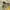 Gorpcore Puffer jacket Pria green yellow photo 3