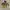 Gorpcore Puffer jacket Pria green yellow photo 1