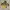 Gorpcore Puffer jacket Pria green yellow photo 2