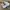 Reebok Gorpcore Casual Sneakers Pria white photo 2