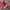 New Balance Streetwear Casual Sneakers Pria Red