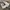 Adidas Streetwear Casual Sneakers Pria white gray photo 2