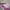 VANS Streetwear Casual Sneakers Pria pink photo 1