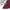Minimalist Skirt Wanita burgundy red photo 3