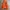 The North Face Gorpcore Parka Pria orange photo 4