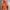 The North Face Gorpcore Parka Pria Orange