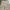 Japanese brand Streetwear Short Pria tan photo 3