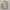 Hush Puppies Luxury Parka Wanita tan cream photo 2