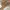 Hush Puppies Luxury Parka Wanita tan cream photo 4