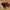 Adidas Streetwear Casual Sneakers Wanita Multicolor Burgundy