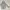 Japanese brand Sportswear Casual Windbreaker Pria gray photo 1