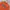 Dickies Casual Sweatshirt Pria orange photo 2