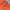Dickies Casual Sweatshirt Pria orange photo 5