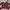 Minimalist Casual Crop top Wanita burgundy red photo 1
