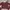 Minimalist Casual Crop Top Wanita Burgundy Red