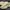 Puma Vintage Streetwear Sneakers Pria tan cream photo 2