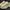 Puma Vintage Streetwear Sneakers Pria Tan Cream