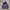 GAP Streetwear Skater Hoody Pria navy photo 2