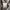Semantic Design Streetwear Y2K Puffer jacket Pria brown photo 6