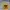 Barbour Gorpcore Sportswear Parka Pria yellow photo 6