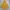 Barbour Gorpcore Sportswear Parka Pria yellow photo 1