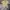 Dickies Casual Casual shirt Pria khaki photo 1