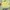 Sanrio Casual Backpack Wanita green yellow photo 1