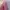 Minimalist Reworked Midi dress Wanita pink photo 3