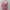 Minimalist Reworked Midi dress Wanita pink photo 1