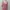 Minimalist Reworked Midi Dress Wanita Pink
