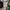 Bounty Hunter Streetwear T-shirt Pria green khaki black photo 5