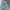 Eddie Bauer Luxury Puffer Jacket Pria Silver Green