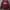 Avant Garde Bomber Jacket Pria Red