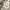 Polham Casual Polo shirt Pria tan photo 4