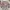Vintage la moda goji mantel musim photo 3