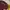 Champion Casual Sweater Pria burgundy photo 2