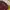 Champion Casual Sweater Pria Burgundy