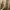Head Streetwear Puffer jacket Pria tan photo 5