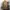 Head Streetwear Puffer jacket Pria tan photo 7