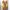 Pakaian adat Pakaian Nasional Wanita gold yellow photo 2