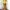 Pakaian adat Pakaian Nasional Wanita gold yellow photo 3