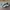 Adidas Indie Casual Sneakers Wanita white black photo 1