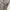 Streetwear Pria tan khaki photo 4