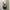 Vintage Evening dress Wanita gold black photo 3